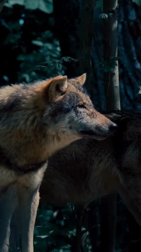 Why Protecting Your Pack Matters More Than Ever